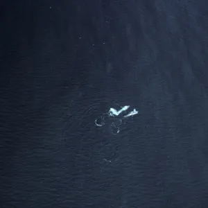 Blue Whales, Santa Barbara Channel