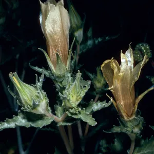Mentzelia, Box Canyon, Riverside County