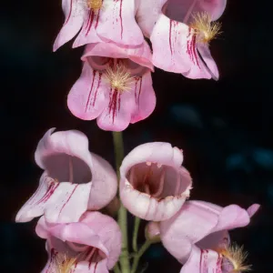 Penstemon palmeri, West of Vulcan Mine, Providence Mouhntains, Eastern Mojave Desert, San Bernardino County