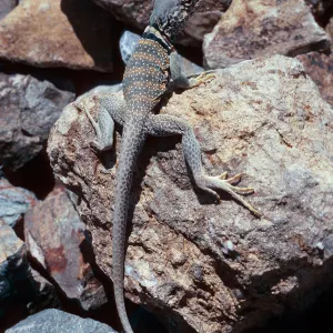 collared lizard, picnic ground 0.4 mile, west of Wildrose Spring, Panamint Mountains, Death Valley