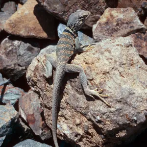 collared lizard, picnic ground 0.4 mile, west of Wildrose Spring, Panamint Mountains, Death Valley