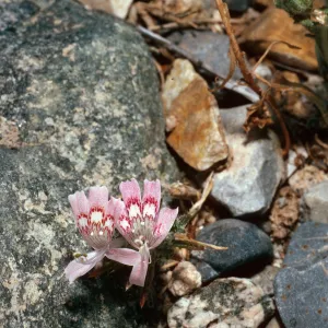 Langloisia matthewsii, Darwin Falls, Panamint Valley, Death Valley National Park