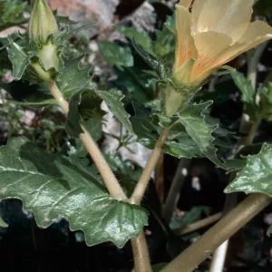 Mentzelia involucrata, Lake Cahuilla, Riverside County