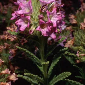 Nama rothrockii, Onion Valley, Sierra Nevada