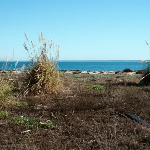 Cortaderia, Goleta Beach