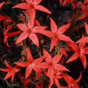 Ipomopsis aggreeata, Cedar Canyon Road, Mid Hills, Mojave National Preserve, San Bernardino County