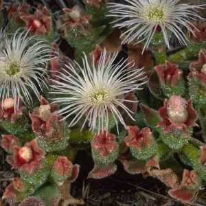 Mesembryanthemum crystallinum, head of North fork of Graveyard Canyon, Santa Barbara Island