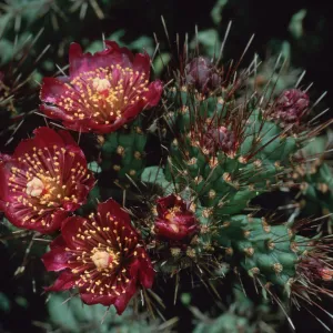 Opuntia prolifera