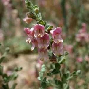 Antirrhinum ovatum, Caliente Ridge