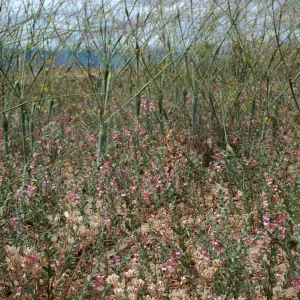 Antirrhinum ovatum, Caliente Ridge