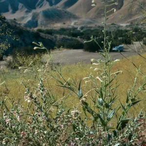 Antirrhinum ovatum, Ballinger Canyon
