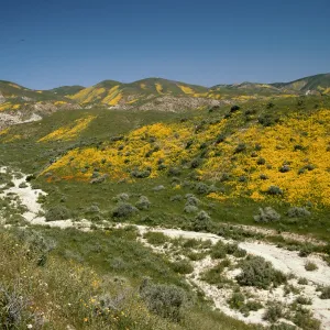 Wildflowers, Temblor Mountains