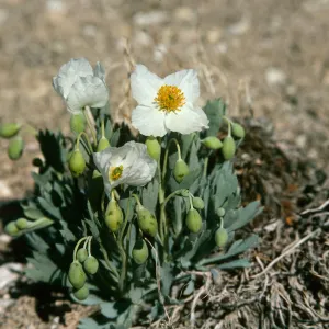 Arctomecon humilis, Bear Poppy Preserve, Saint George
