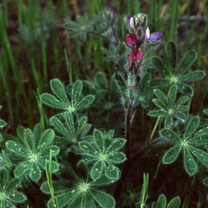 Lupinus concinnus, Santa Catalina Island