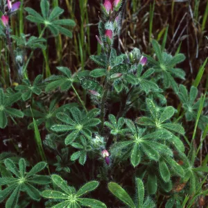 Lupinus concinnus, Santa Catalina Island