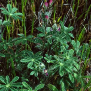 Lupinus concinnus, Santa Catalina Island