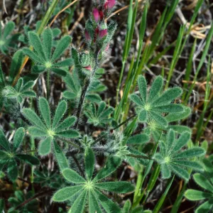 Lupinus concinnus, Santa Catalina Island