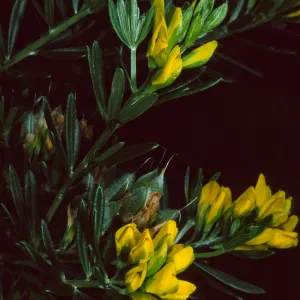 Genista linifolia, Santa Catalina Island