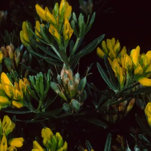 Genista linifolia, Santa Catalina Island