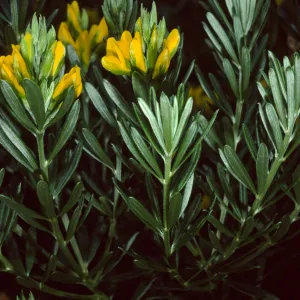 Genista linifolia, Santa Catalina Island