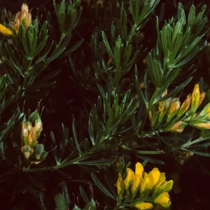 Genista linifolia, Santa Catalina Island