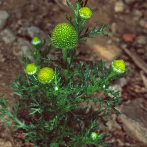 Matricaria, Santa Catalina Island