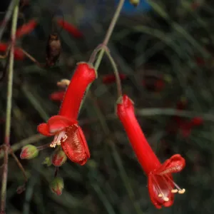 Gambelia juncea, Santa Barbara Botanic Garden