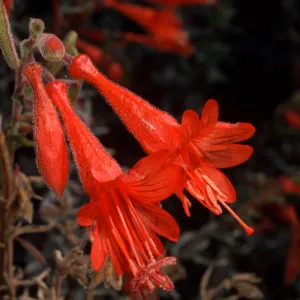 Zauschneria californica, Santa Barbara Botanic Garden