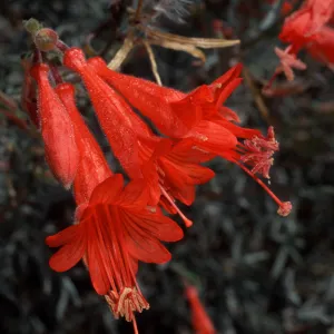 Zauschneria californica, Santa Barbara Botanic Garden