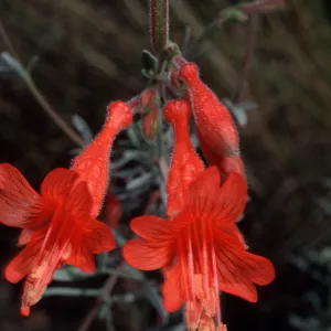 Zauschneria californica, Santa Barbara Botanic Garden
