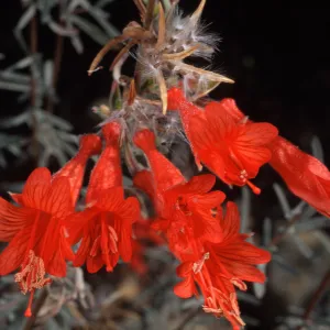 Zauschneria californica, Santa Barbara Botanic Garden