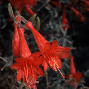 Zauschneria californica, Santa Barbara Botanic Garden