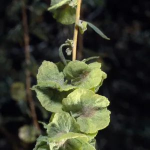 Atriplex polycarpa, Santa Barbara Botanic Garden