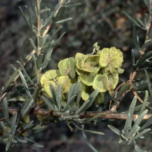 Atriplex polycarpa, Santa Barbara Botanic Garden
