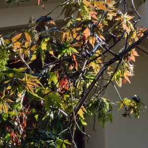 Acer, Santa Barbara Botanic Garden