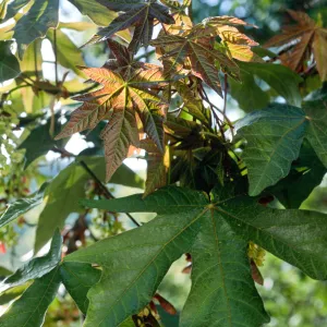 Acer macrophyllum. Santa Barbara Botanic Garden