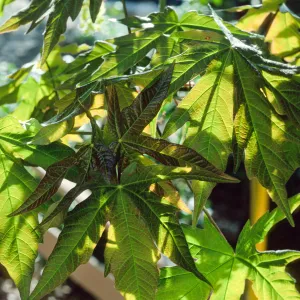Acer macrophyllum. Santa Barbara Botanic Garden