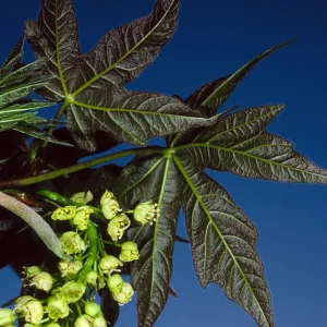 Acer macrophyllum. Santa Barbara Botanic Garden