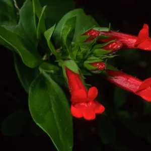 Gambelia speciosa, Santa Barbara Botanic Garden
