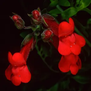 Gambelia speciosa, Santa Barbara Botanic Garden