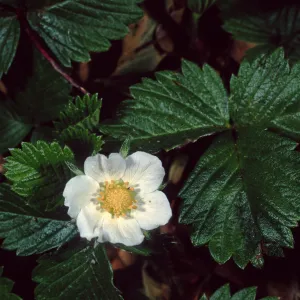Fragaria, Santa Barbara Botanic Garden
