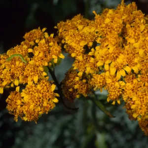 Eriophyllum nevinii, Santa Barbara Botanic Garden