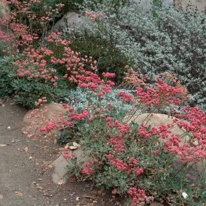 Eriogonum grande rubescens, Santa Barbara Botanic Garden