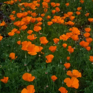 Eschscholzia (California Poppy) , Santa Barbara Botainc Garden, meadow