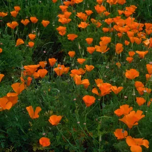Eschscholzia (California Poppy) , Santa Barbara Botainc Garden, meadow