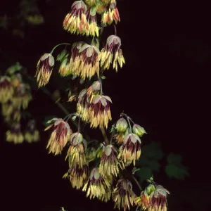 Thallictrum, Santa Barbara Botanic Garden