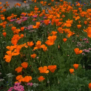 Achillea (yarrow), Eschscholzia (California Poppy) , Santa Barbara Botanic Garden, meadow