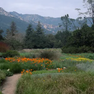 meadow, Santa Barbara Botanic Garden
