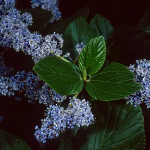 Ceanothus arboreus, Santa Barbara Botanic Garden