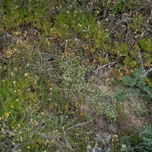 Brassica tourneturtii invading Cryptantha traskiae Habitat, near Balloon Launch Building, San Nicolas Island